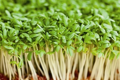 Picture of Cress Plain (Common)